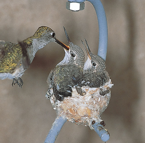 Hummingbird House, Set of 2