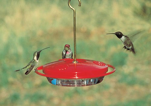 Aspects ASPECTS153 Mini Hummzinger Hummingbird Feeder 8Ounce