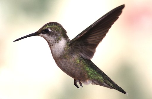 Hummingbird Photo: IMG_8580